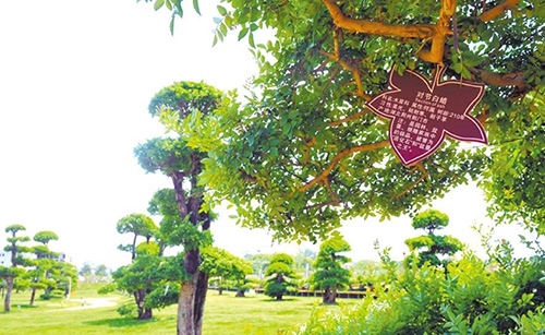 1589018975417537.jpg 8780.jpg